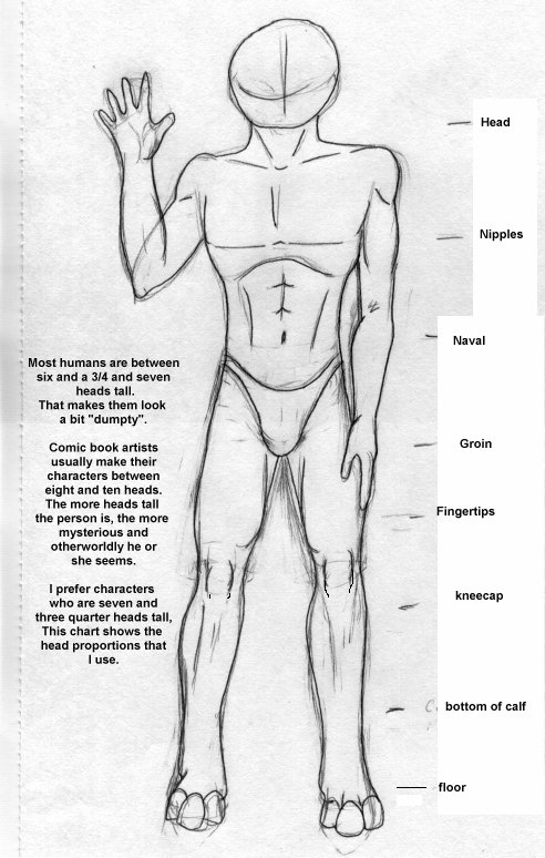 proportions of body. Correct Body Proportions